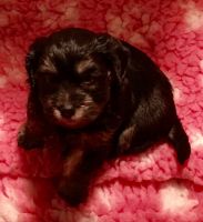 Havanese Puppies for sale in Washington, DC, USA. price: NA