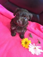 Havanese Puppies for sale in Marcellus, MI 49067, USA. price: NA