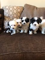Havanese Puppies for sale in SC-9, Chester, SC, USA. price: NA