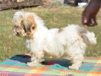 Havanese Puppies for sale in California St, San Francisco, CA, USA. price: NA