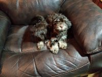 Havanese Puppies for sale in Merrill, WI 54452, USA. price: NA