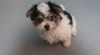 Havanese Puppies for sale in Fall River, MA 02721, USA. price: NA