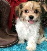 Havanese Puppies for sale in Brooklyn, NY 11238, USA. price: NA