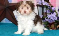 Havanese Puppies for sale in Baltimore, MD, USA. price: NA
