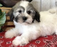 Havanese Puppies for sale in Detroit, MI, USA. price: NA