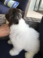 Havanese Puppies for sale in Orlando, FL, USA. price: NA