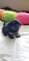 Havanese Puppies for sale in Troutdale, OR 97060, USA. price: NA