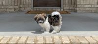 Havanese Puppies for sale in Buford, GA, USA. price: NA