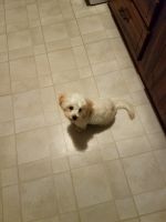 Havanese Puppies for sale in Freehold, NJ 07728, USA. price: NA