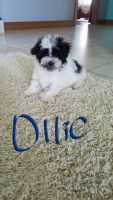 Havanese Puppies for sale in Berlin, OH 44654, USA. price: NA