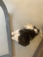 Havanese Puppies for sale in Las Vegas, NV, USA. price: NA