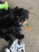 Havanese Puppies for sale in Chula Vista, CA, USA. price: NA