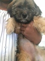 Havanese Puppies for sale in Perris, CA, USA. price: NA