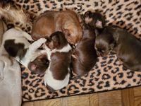Havanese Puppies for sale in Merrill, WI 54452, USA. price: NA