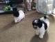 Havanese Puppies for sale in Winchester, IN 47394, USA. price: NA