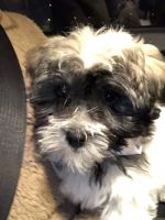 Havanese Puppies for sale in Chicago, IL, USA. price: NA