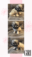 Havanese Puppies for sale in Goldsboro, NC, USA. price: NA
