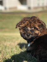 Havanese Puppies for sale in Lancaster, PA, USA. price: NA