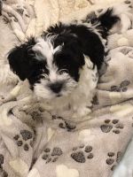 Havanese Puppies for sale in St. Louis, MO, USA. price: NA
