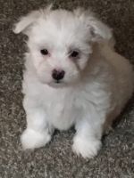 Havanese Puppies for sale in Evergreen, CO 80439, USA. price: NA