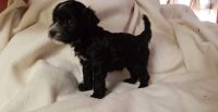 Havanese Puppies for sale in Seattle, WA, USA. price: NA