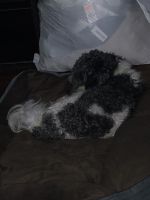 Havanese Puppies for sale in Gainesville, FL 32601, USA. price: NA