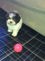 Havanese Puppies for sale in Houston, TX, USA. price: NA
