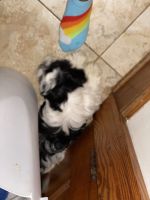 Havanese Puppies for sale in Milwaukee, WI, USA. price: NA