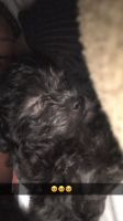 Havanese Puppies for sale in Belleville, IL, USA. price: NA