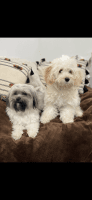 Havanese Puppies for sale in Culver City, CA, USA. price: NA