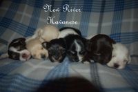 Havanese Puppies for sale in Draper, VA 24324, USA. price: NA