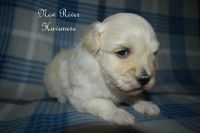 Havanese Puppies for sale in Draper, VA 24324, USA. price: NA