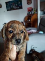 Havanese Puppies for sale in Farmington, NM, USA. price: NA