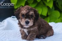 Havapoo Puppies for sale in Millersburg, OH 44654, USA. price: NA