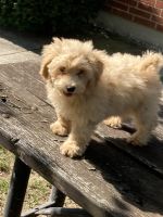 Havapoo Puppies for sale in Dayton, OH, USA. price: NA