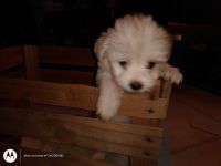 Havapoo Puppies for sale in Monett, MO, USA. price: NA