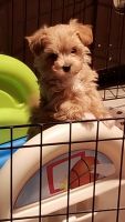 Havapoo Puppies for sale in Wentworth, MO 64873, USA. price: NA