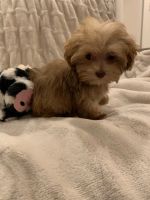 Havapoo Puppies for sale in Athens, GA, USA. price: NA