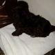 Havapoo Puppies for sale in Eagle Point, OR 97524, USA. price: NA