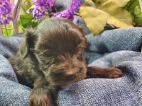 Havapoo Puppies for sale in Stockton, MO 65785, USA. price: NA