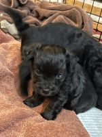 Havapoo Puppies for sale in Martin, TN, USA. price: NA