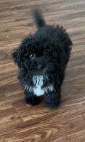 Havapoo Puppies for sale in Dallas, TX, USA. price: NA