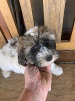 Havapoo Puppies for sale in Cochise, AZ 85606, USA. price: NA