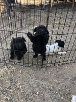 Havapoo Puppies for sale in Crystal City, TX 78839, USA. price: NA