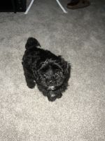 Havapoo Puppies for sale in Portland, OR 97206, USA. price: NA