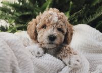 Havapoo Puppies for sale in London, OH 43140, USA. price: NA