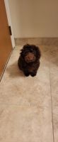 Havapoo Puppies for sale in Shelby Twp, MI, USA. price: NA