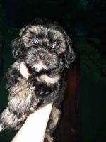 Havapoo Puppies for sale in Copperas Cove, TX 76522, USA. price: NA