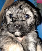 Havapoo Puppies for sale in Michie, TN 38357, USA. price: NA