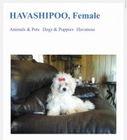 Havapoo Puppies for sale in Albany, NY, USA. price: $450